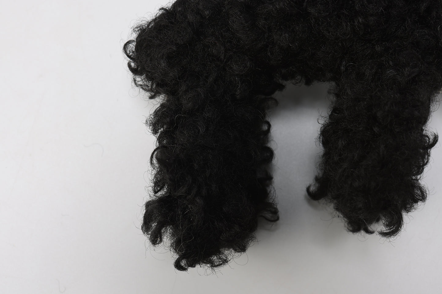 SFSG Scraggly puppy with a collar