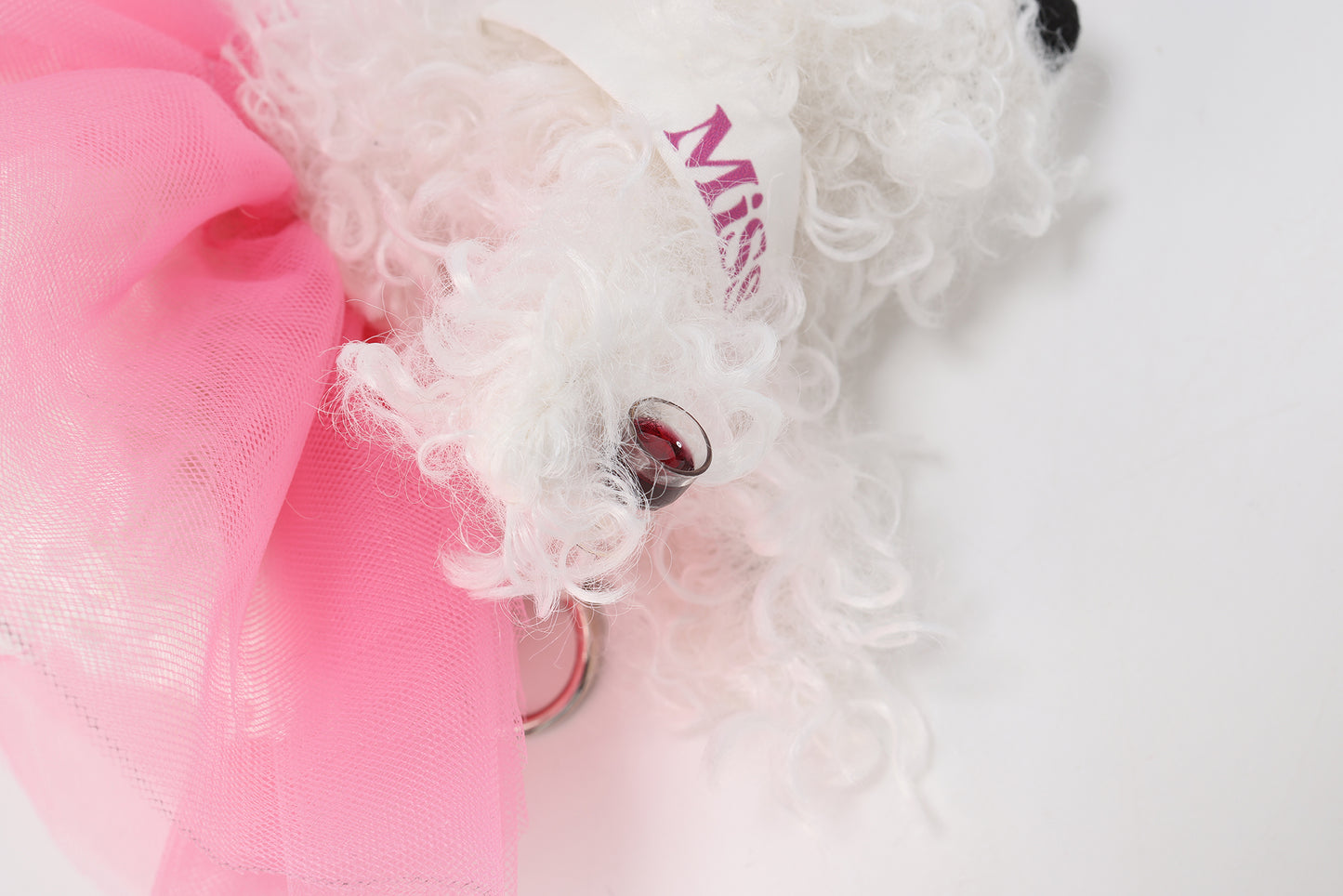 Chiot griffonné Miss Monde blanche SFSG