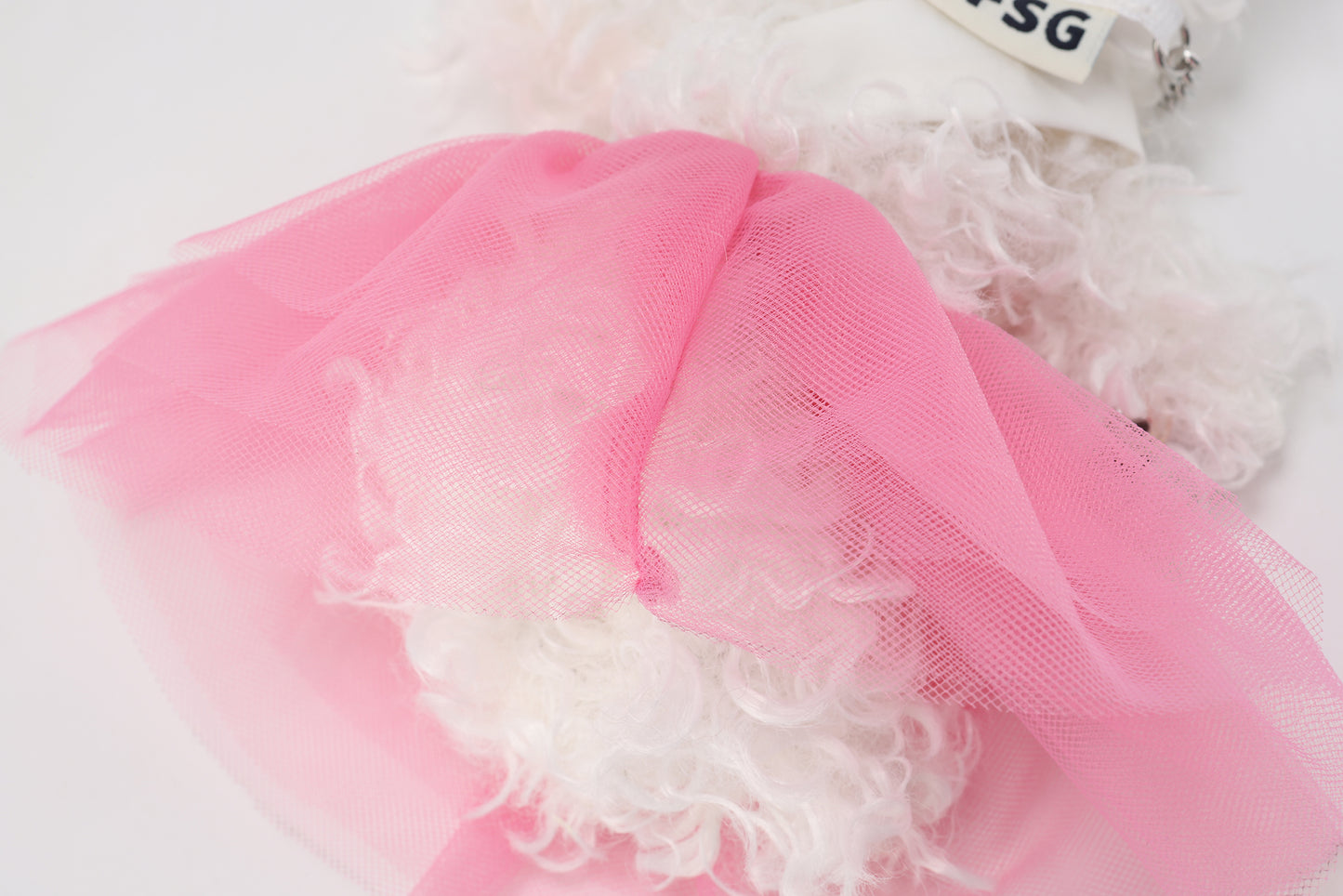 Chiot griffonné Miss Monde blanche SFSG