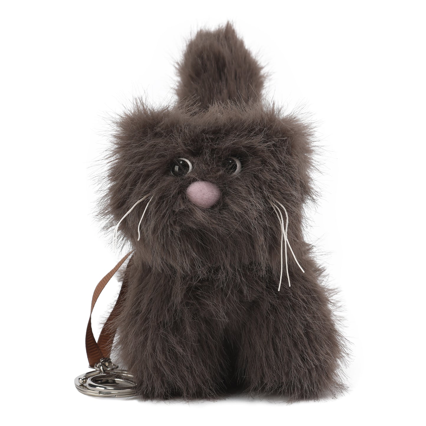 Chaton brun à poil court et hirsute SFSG