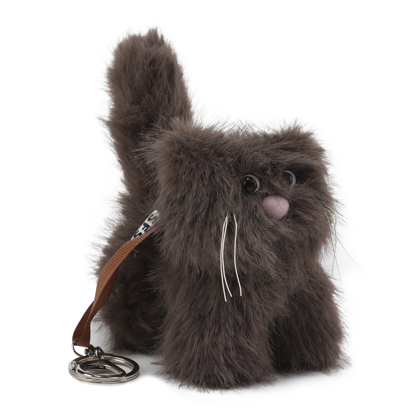 Chaton brun à poil court et hirsute SFSG