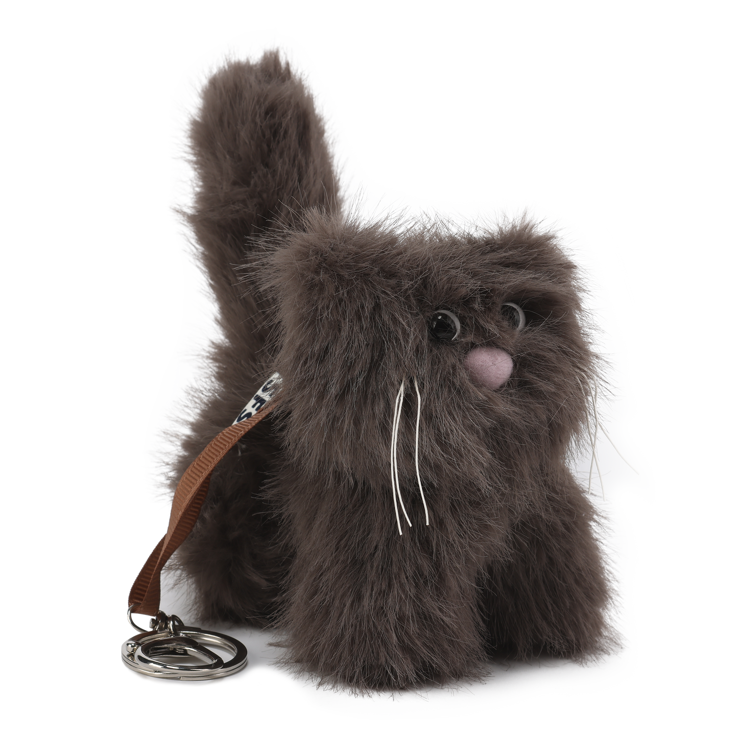 Chaton brun à poil court et hirsute SFSG