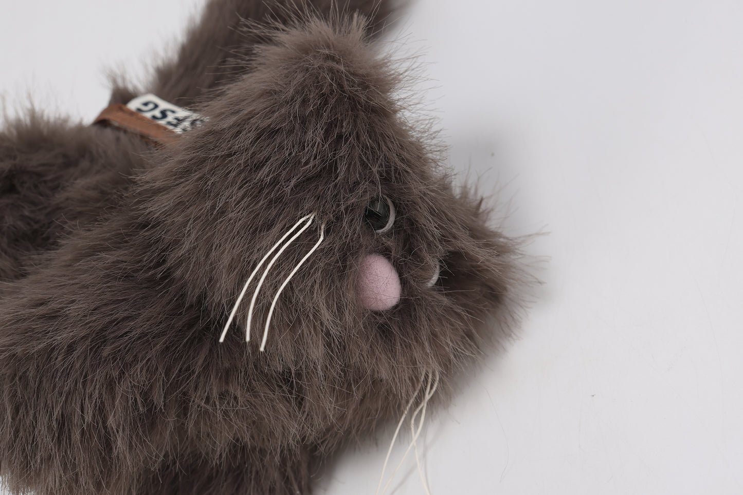 Chaton brun à poil court et hirsute SFSG