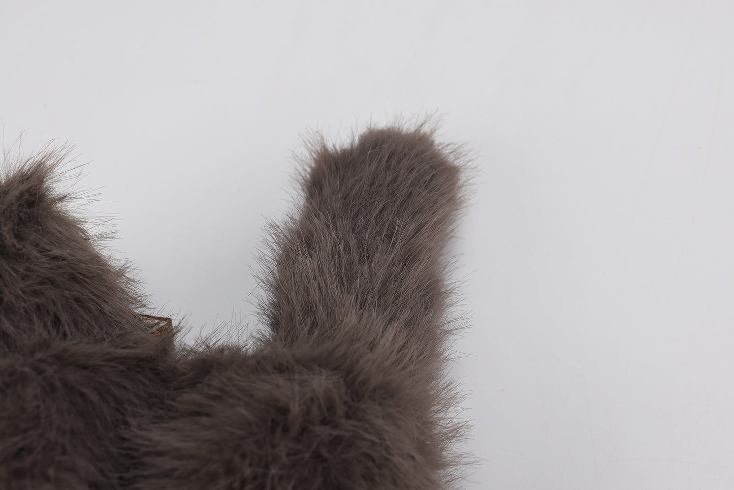 Chaton brun à poil court et hirsute SFSG
