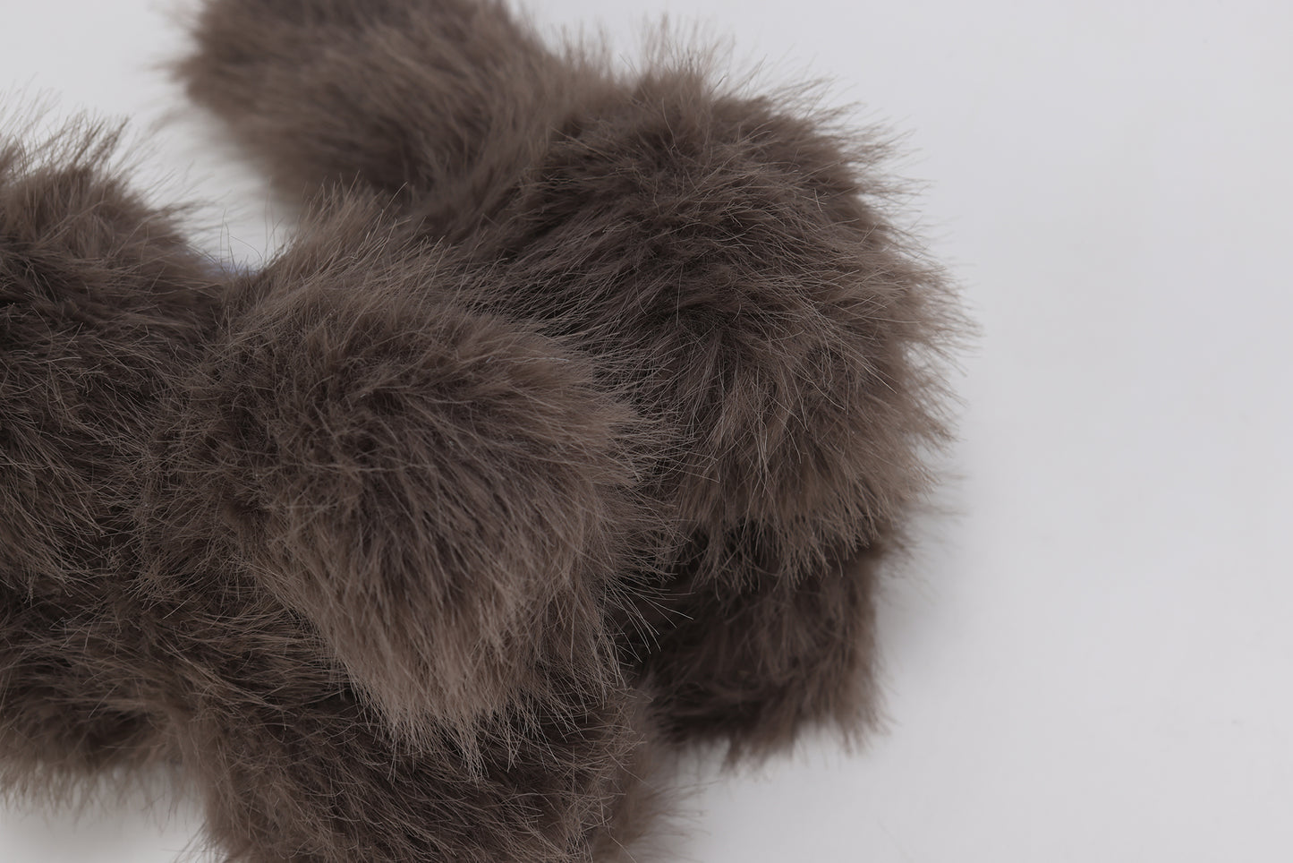 Chaton brun à poil court et hirsute SFSG