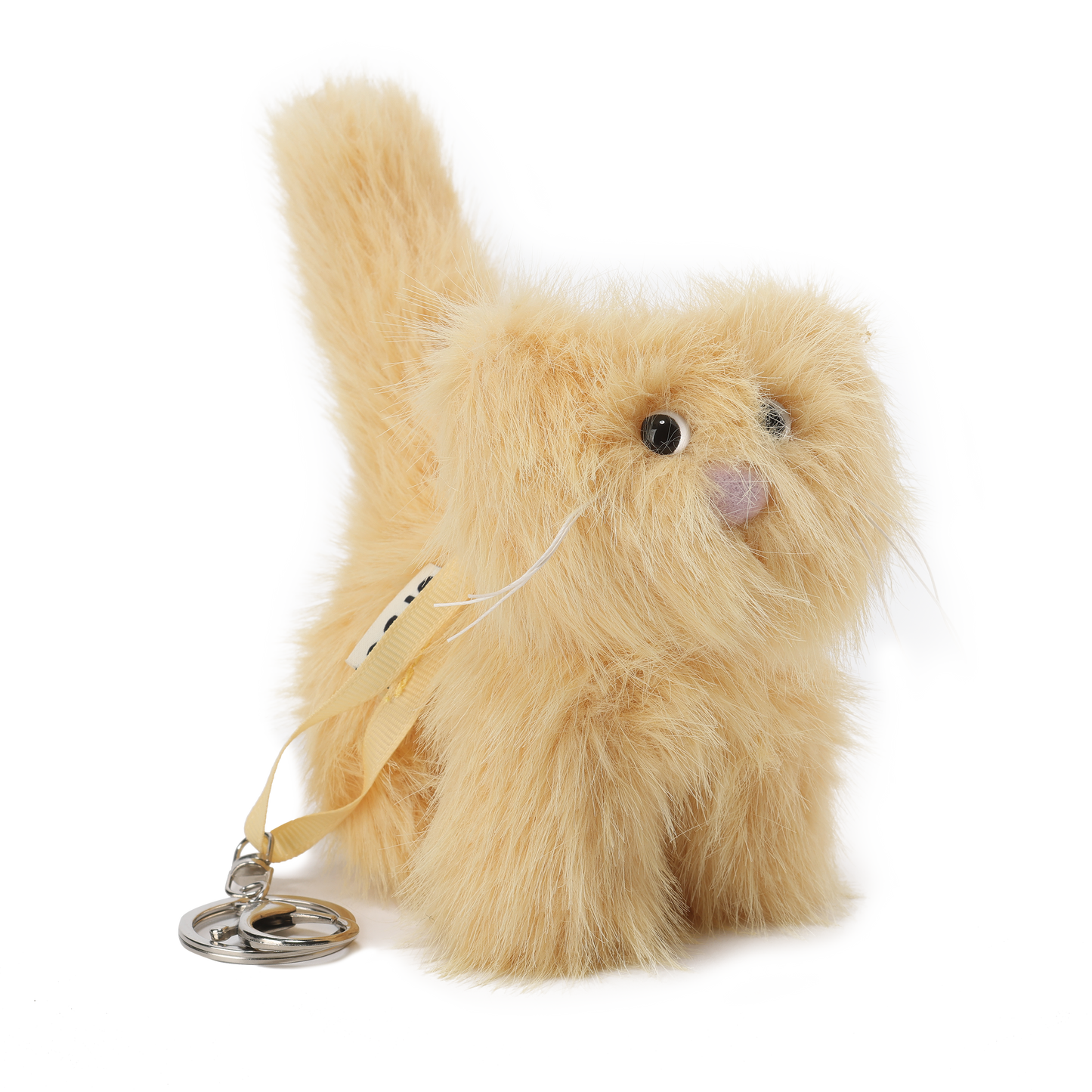 SFSG Yellow shorthair scraggly kitten