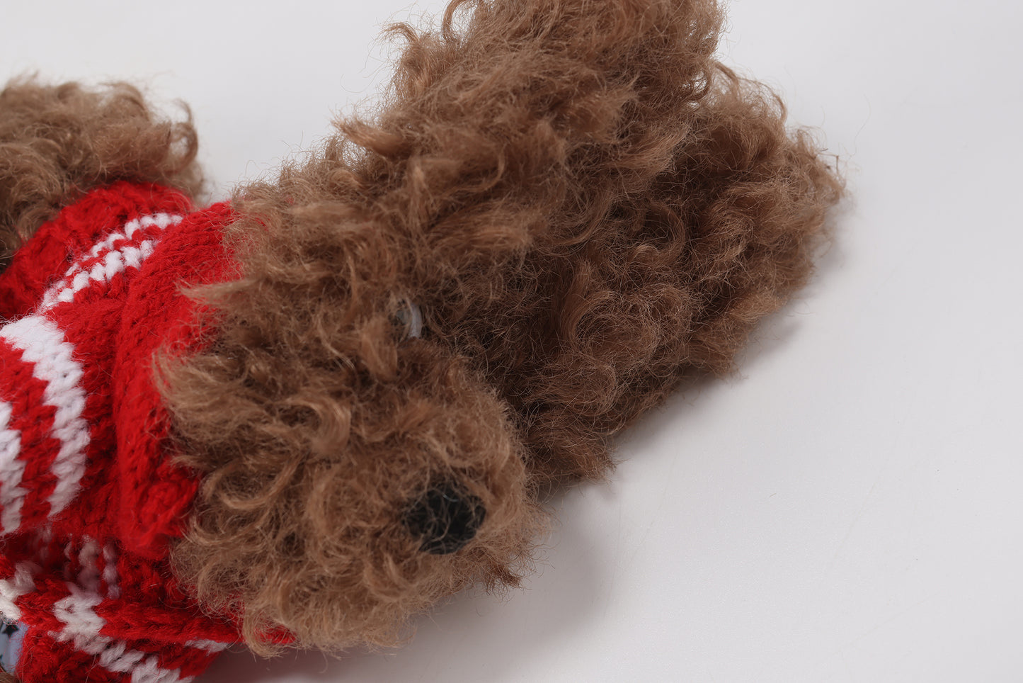 Chiot griffonné marron SFSG portant un pull rouge