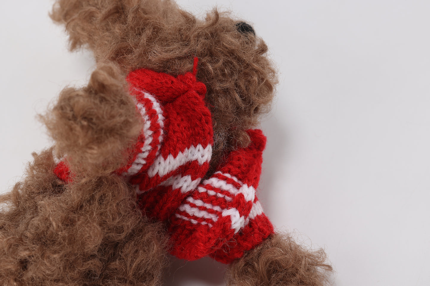 Chiot griffonné marron SFSG portant un pull rouge