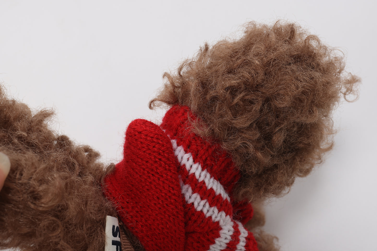 Chiot griffonné marron SFSG portant un pull rouge