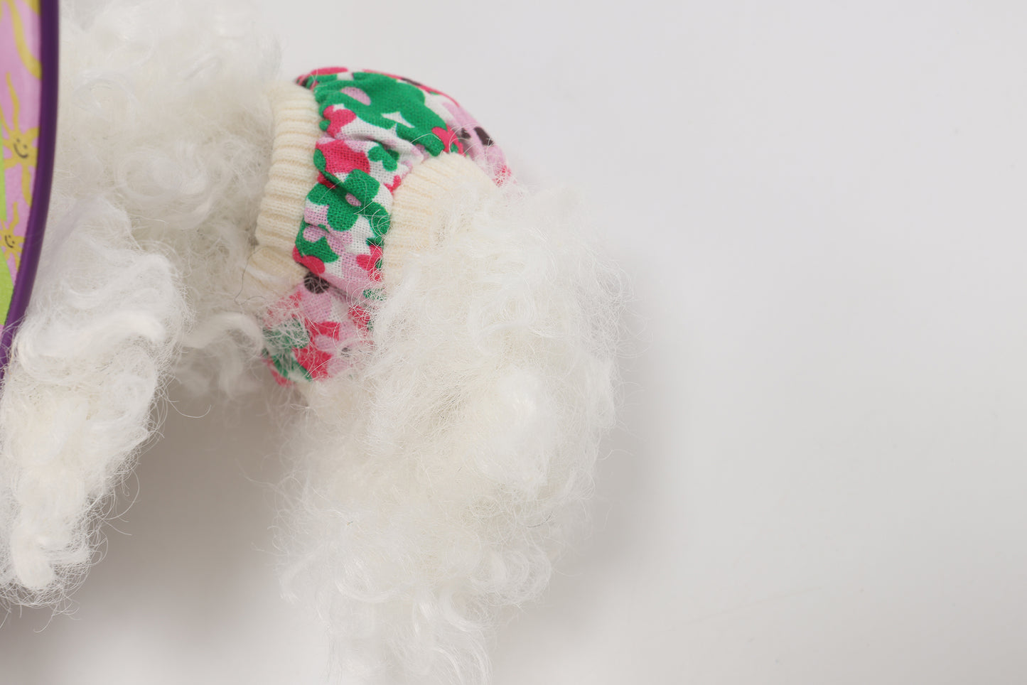 Chiot blanc griffonné SFSG tenant une planche de surf